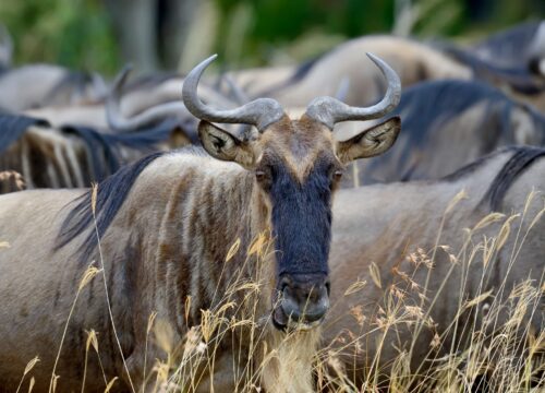 4-Day Tanzania Safari Extension: Explore Two Northern Parks